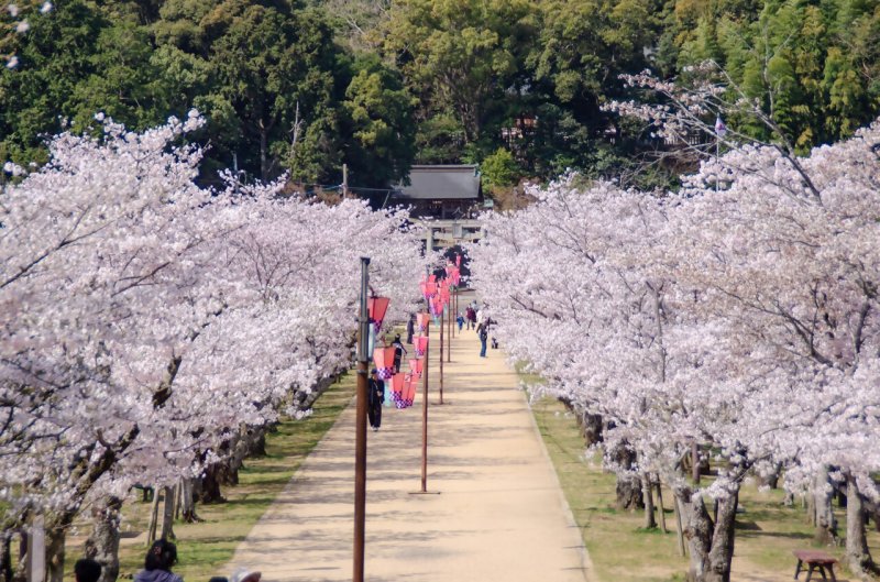 Cherry blossom avenue